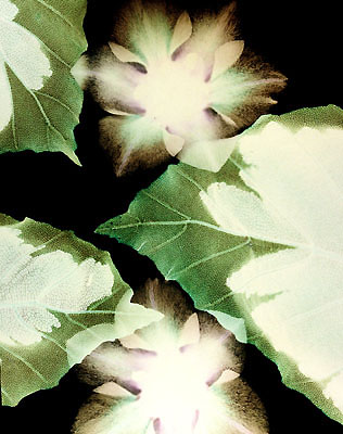 Allium & Leaves